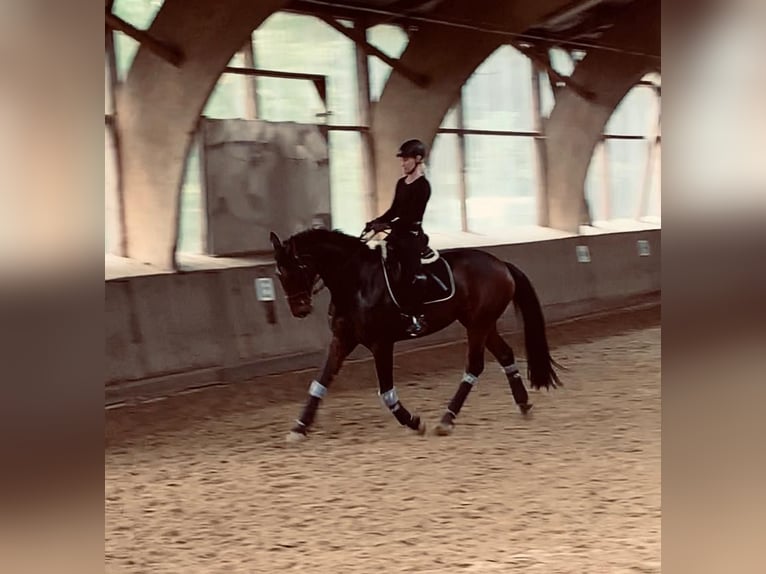Westfale Wallach 18 Jahre 172 cm Brauner in Bottrop