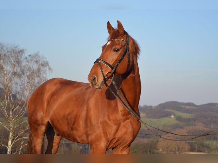Westfale Wallach 18 Jahre 174 cm Fuchs in D&#xFC;sseldorf
