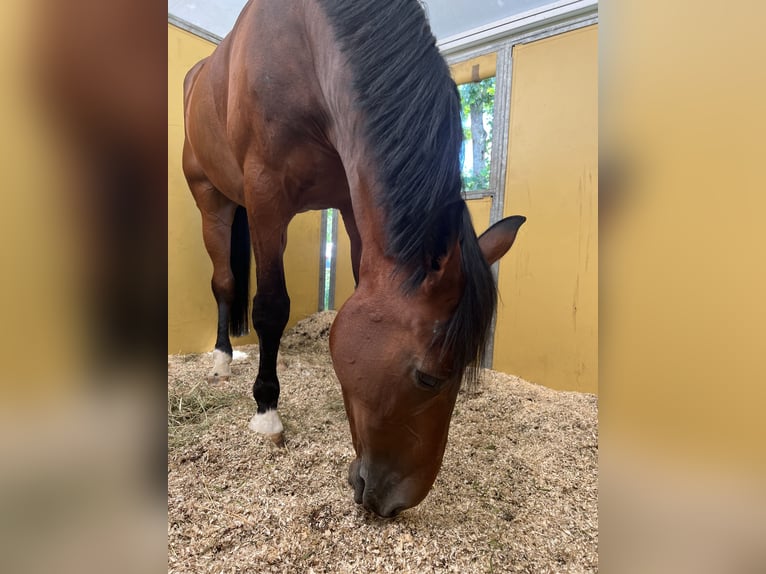 Westfale Wallach 18 Jahre 176 cm Brauner in Kasseedorf