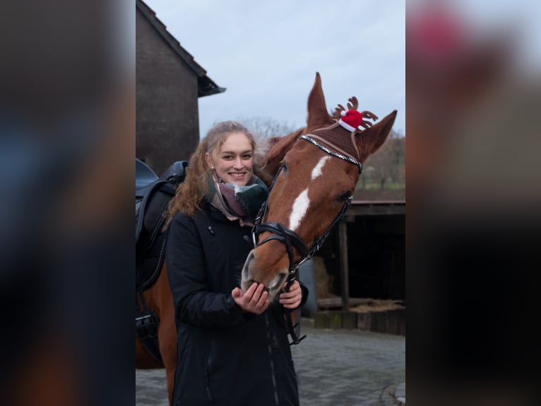 Westfale Wallach 18 Jahre 178 cm Fuchs in Tecklenburg