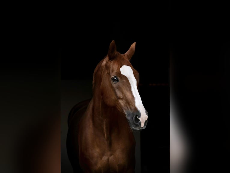 Westfale Wallach 18 Jahre 183 cm Fuchs in Freystadt