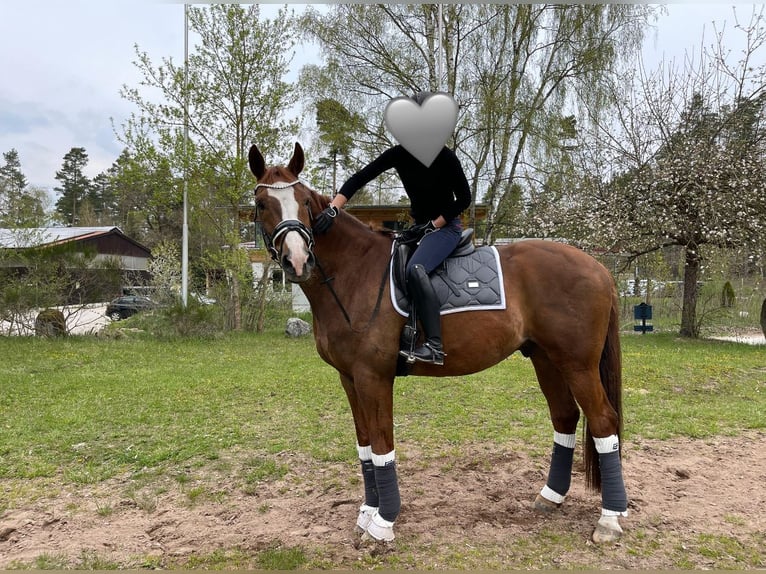 Westfale Wallach 18 Jahre 183 cm Fuchs in Freystadt