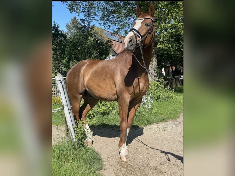Westfale Wallach 18 Jahre 183 cm Fuchs in Freystadt