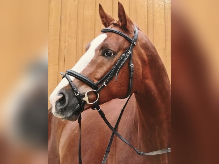 Westfale Wallach 18 Jahre 183 cm Fuchs in Schwanstetten