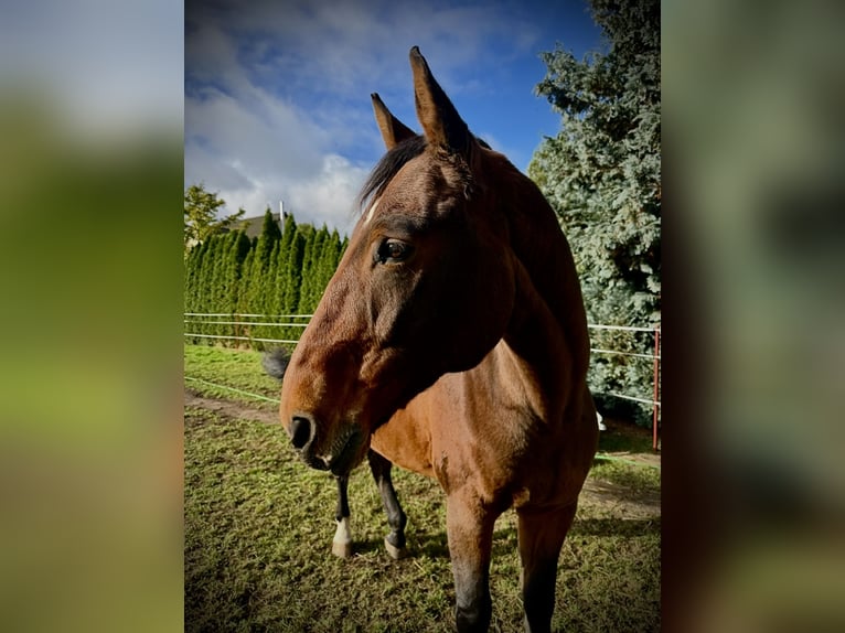 Westfale Wallach 18 Jahre 185 cm Dunkelbrauner in Könnern