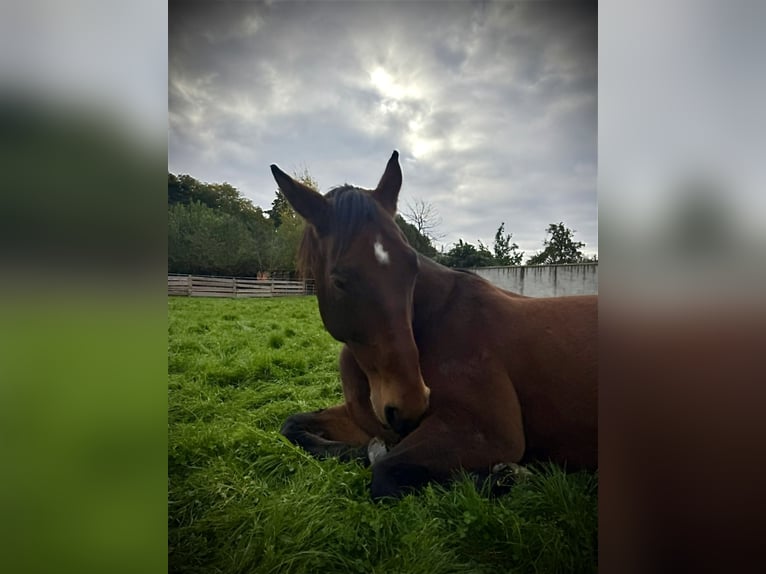 Westfale Wallach 18 Jahre 185 cm Dunkelbrauner in Könnern
