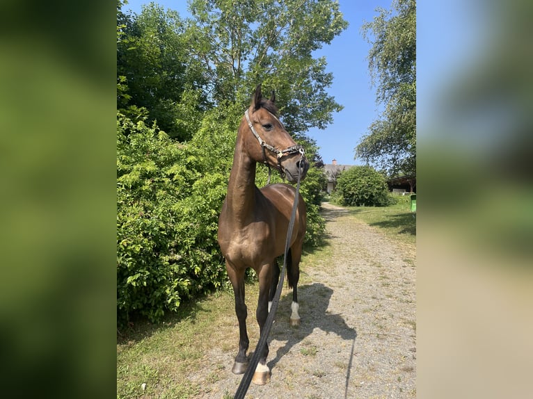 Westfale Wallach 19 Jahre 167 cm Dunkelbrauner in Sernau