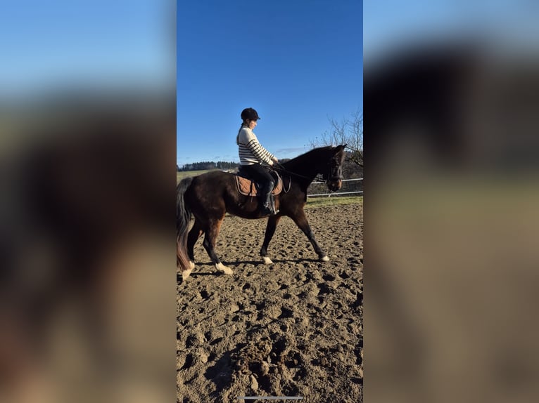 Westfale Wallach 19 Jahre 167 cm Dunkelbrauner in Sernau