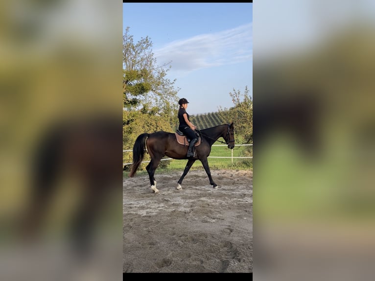 Westfale Wallach 19 Jahre 167 cm Dunkelbrauner in Sernau