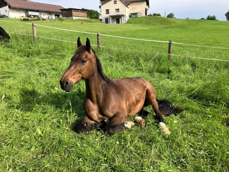 Westfale Wallach 19 Jahre 167 cm Dunkelbrauner in Sernau