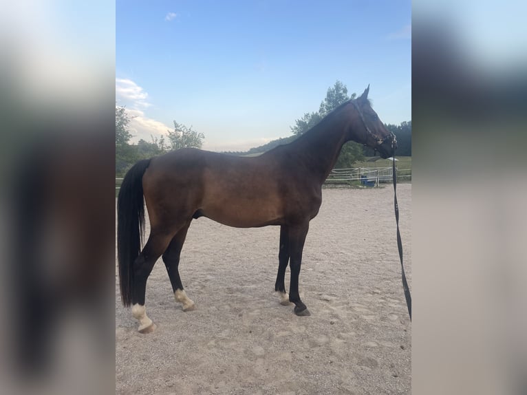 Westfale Wallach 19 Jahre 167 cm Dunkelbrauner in Sernau