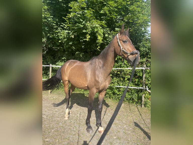 Westfale Wallach 19 Jahre 170 cm Dunkelbrauner in Sernau