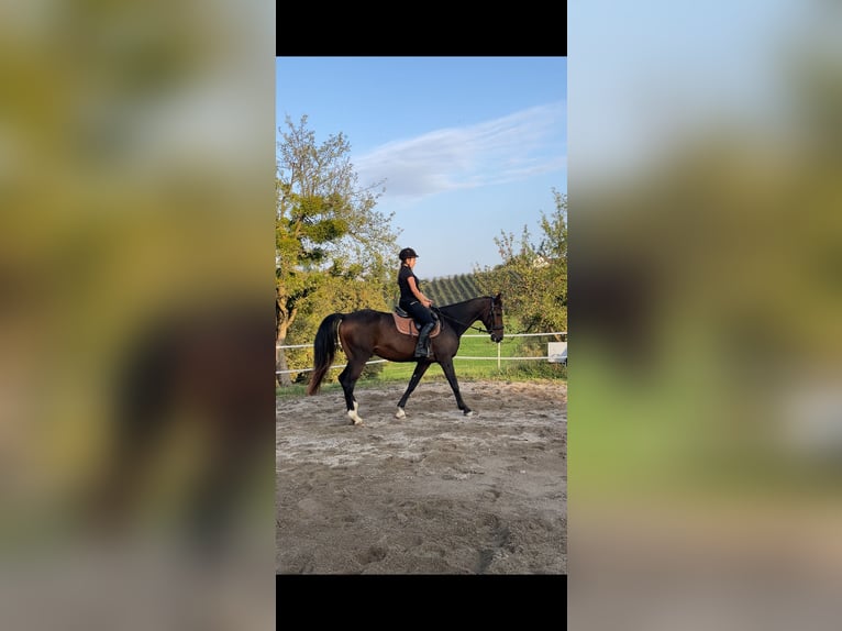 Westfale Wallach 19 Jahre 170 cm Dunkelbrauner in Sernau