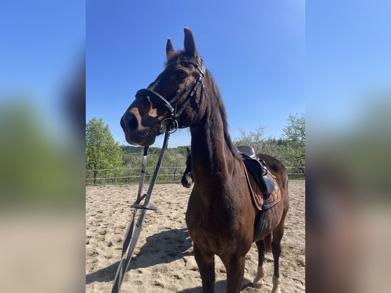 Westfale Wallach 19 Jahre 170 cm Dunkelbrauner in Sernau