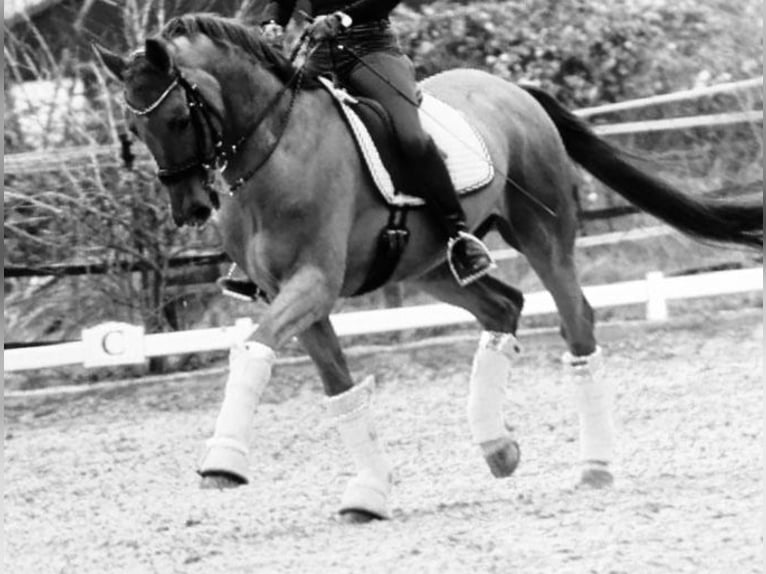 Westfale Wallach 19 Jahre 170 cm Fuchs in Lippstadt
