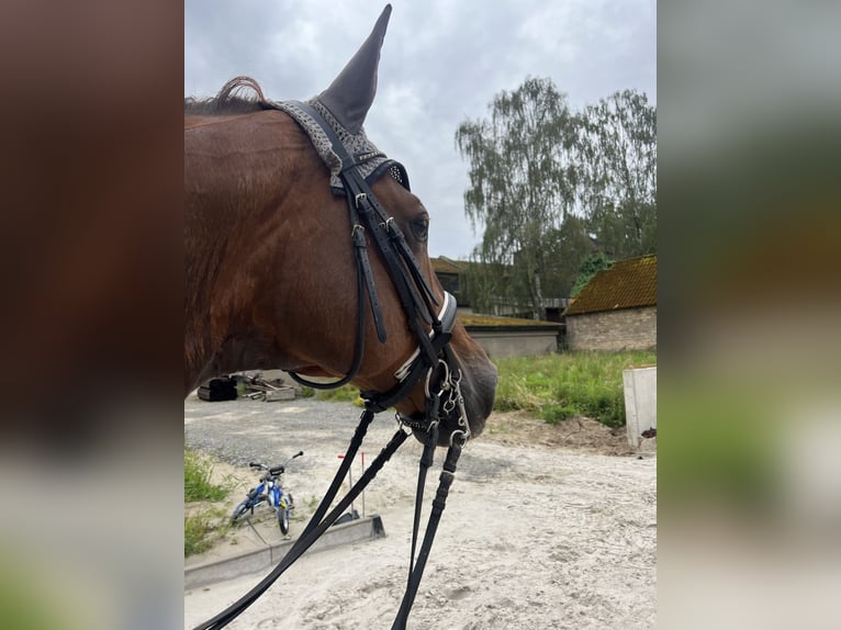 Westfale Wallach 19 Jahre 170 cm Fuchs in Lippstadt