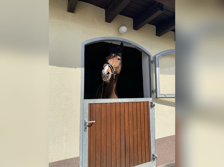 Westfale Wallach 19 Jahre 175 cm Dunkelbrauner in Bellingen