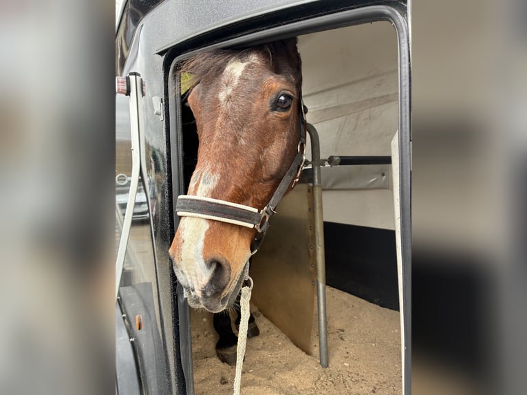 Westfale Wallach 19 Jahre 175 cm Dunkelbrauner in Bellingen