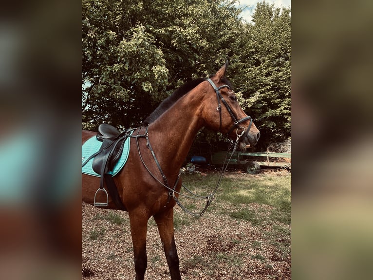 Westfale Wallach 19 Jahre 175 cm Dunkelbrauner in Bellingen