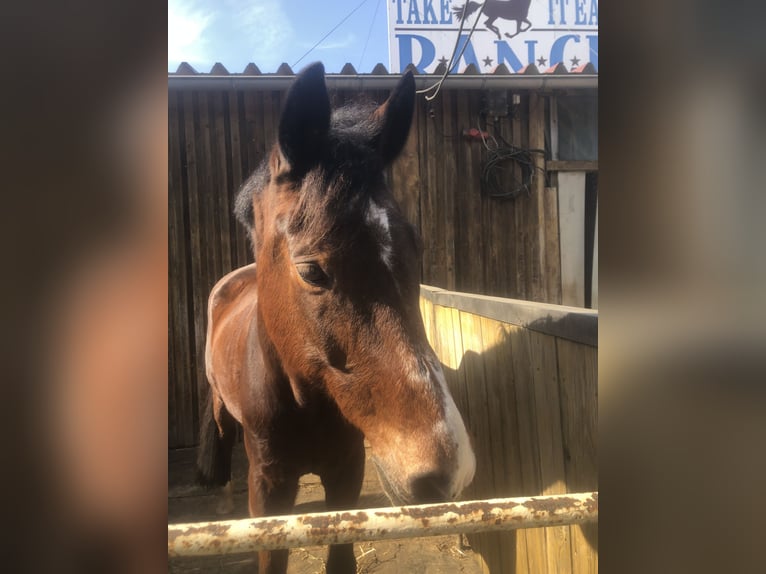 Westfale Wallach 19 Jahre 175 cm Dunkelbrauner in Bellingen