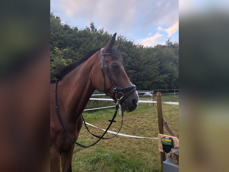 Westfale Wallach 19 Jahre 175 cm Dunkelbrauner in Bellingen