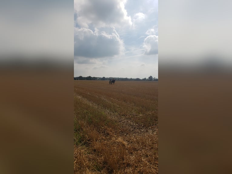 Westfale Wallach 19 Jahre 176 cm Rappe in Husum