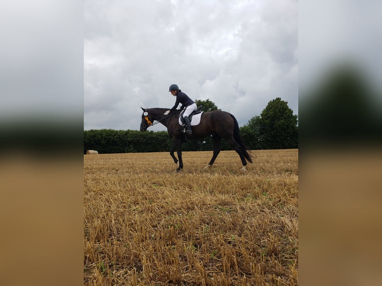 Westfale Wallach 19 Jahre 176 cm Rappe in Husum