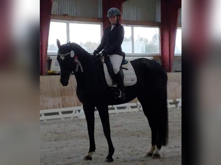 Westfale Wallach 19 Jahre 176 cm Rappe in Husum