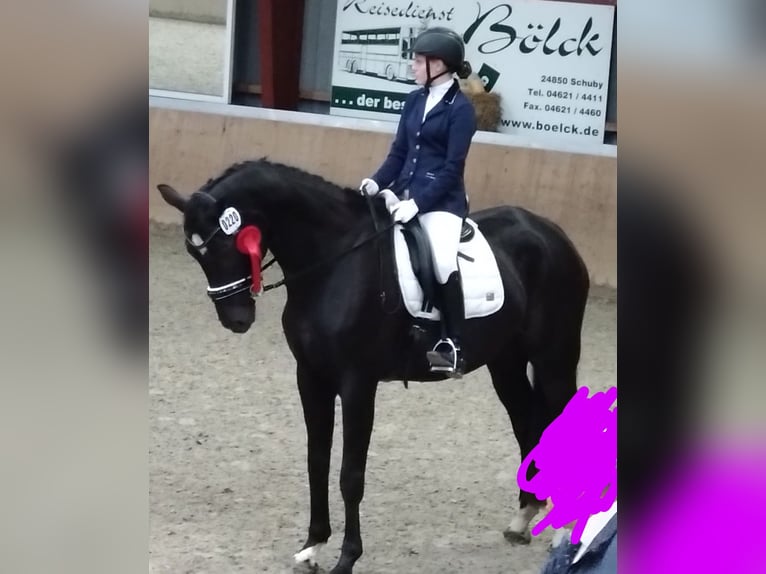 Westfale Wallach 19 Jahre 176 cm Rappe in Husum
