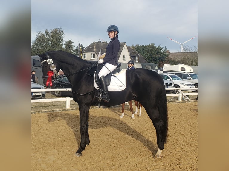 Westfale Wallach 19 Jahre 176 cm Rappe in Husum