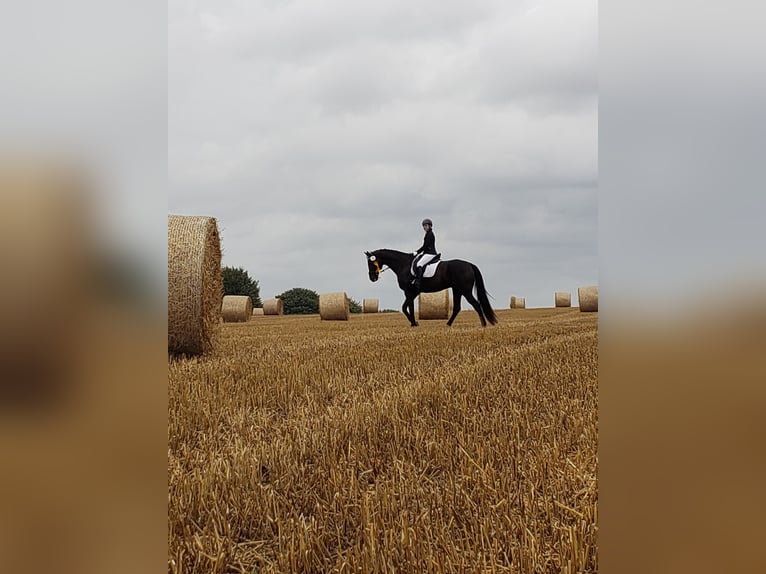 Westfale Wallach 19 Jahre 176 cm Rappe in Husum