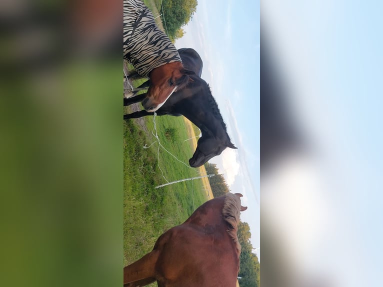 Westfale Wallach 19 Jahre 176 cm Rappe in Husum