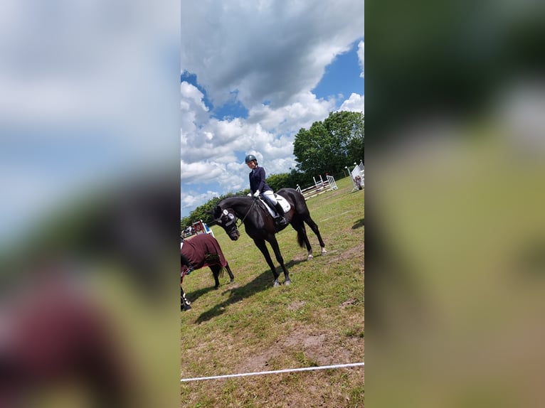 Westfale Wallach 19 Jahre 176 cm Rappe in Husum