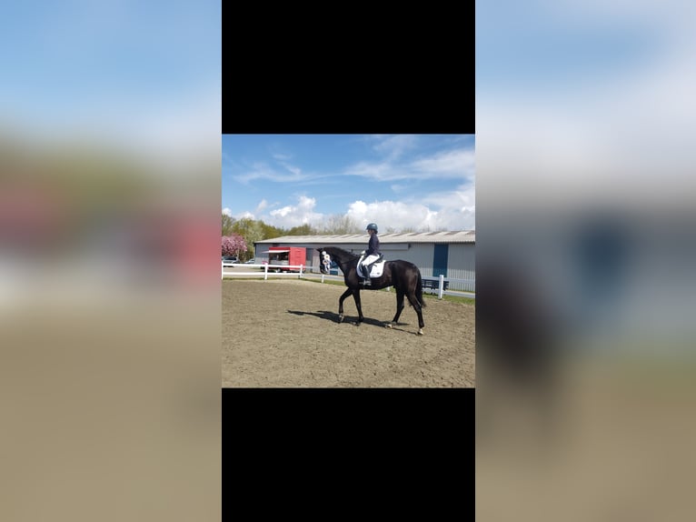 Westfale Wallach 19 Jahre 176 cm Rappe in Husum
