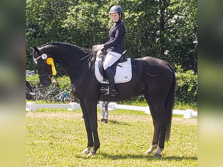 Westfale Wallach 19 Jahre 176 cm Rappe in Husum
