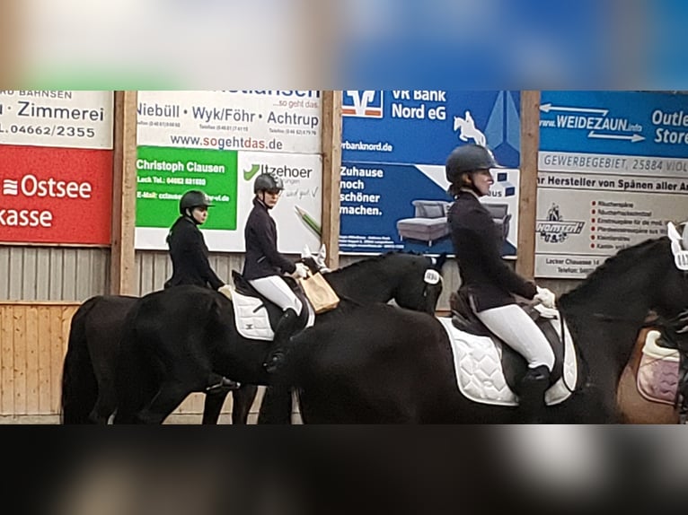 Westfale Wallach 19 Jahre 176 cm Rappe in Husum