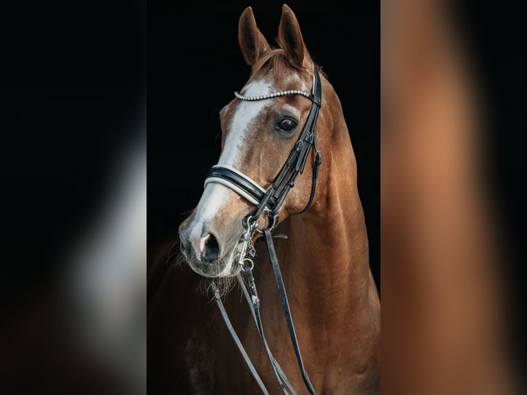 Westfale Wallach 19 Jahre 180 cm Fuchs in Lüdinghausen