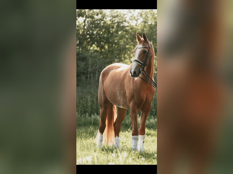 Westfale Wallach 19 Jahre 180 cm Fuchs in Lüdinghausen