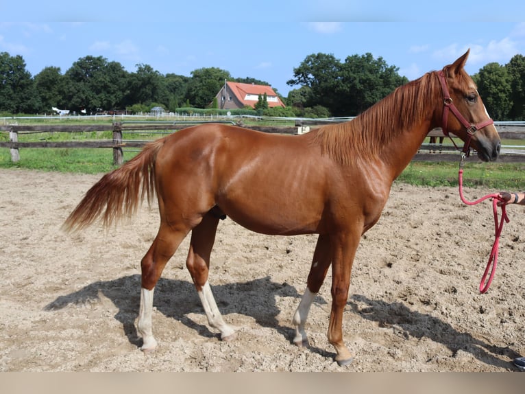 Westfale Wallach 1 Jahr 156 cm Fuchs in Emsdetten