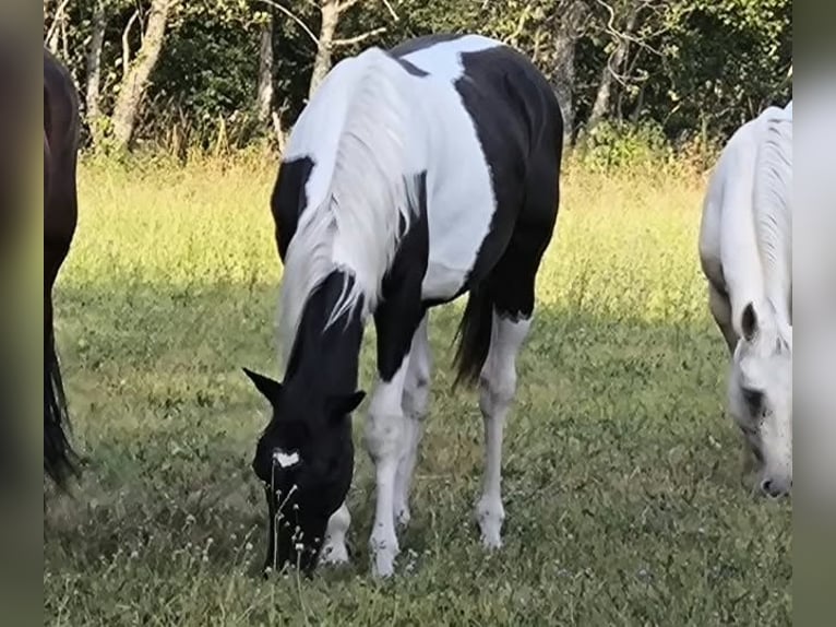 Westfale Wallach 1 Jahr 165 cm Tobiano-alle-Farben in Viry