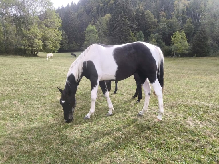 Westfale Wallach 1 Jahr 165 cm Tobiano-alle-Farben in Viry