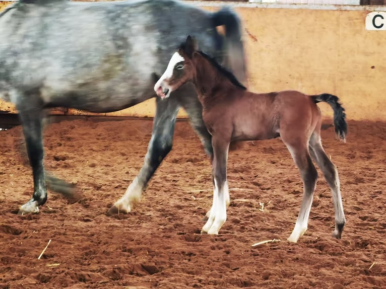 Westfale Wallach 1 Jahr 167 cm Schimmel in Frankenberg (Eder)