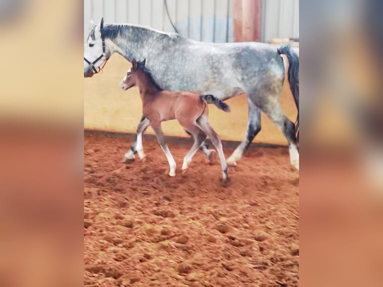 Westfale Wallach 1 Jahr 167 cm Schimmel in Frankenberg (Eder)