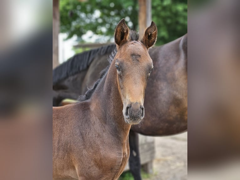 Westfale Wallach 1 Jahr 168 cm Brauner in Horstmar