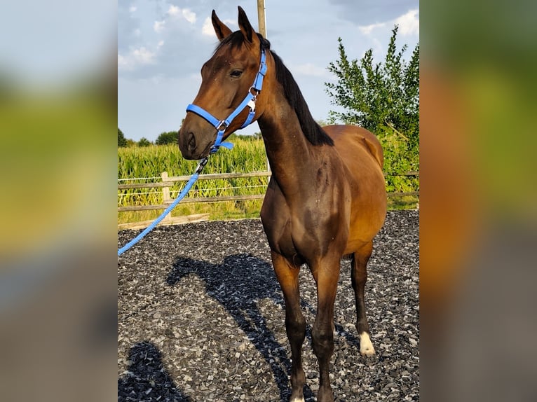 Westfale Wallach 1 Jahr 168 cm Brauner in Horstmar