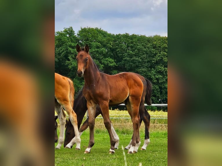Westfale Wallach 1 Jahr 168 cm Brauner in Horstmar