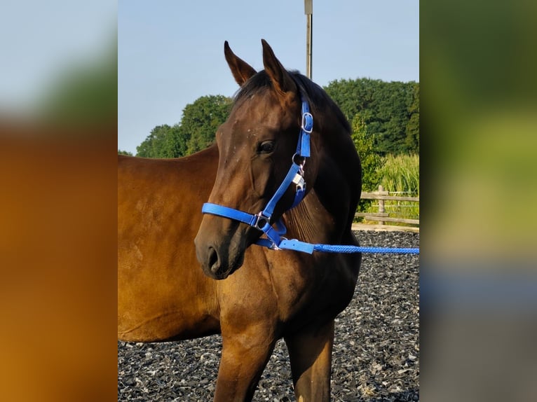 Westfale Wallach 1 Jahr 168 cm Brauner in Horstmar