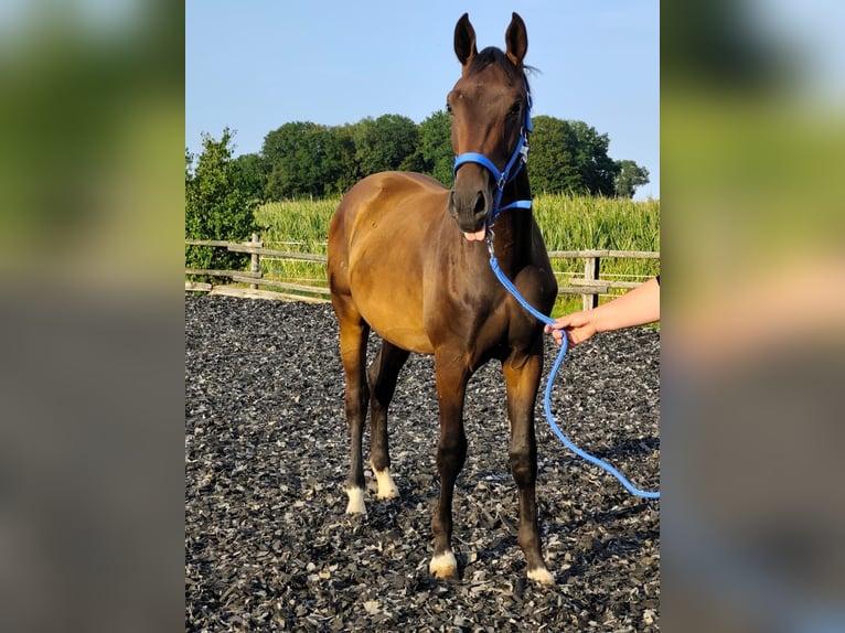 Westfale Wallach 1 Jahr 168 cm Brauner in Horstmar