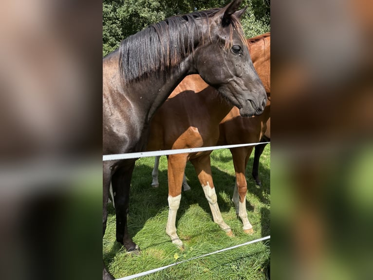 Westfale Wallach 1 Jahr in Salzbergen