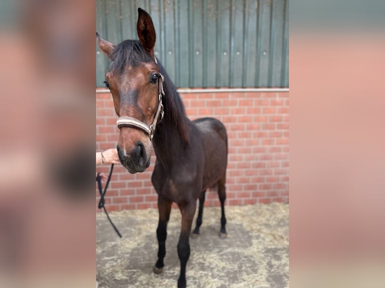 Westfale Wallach 1 Jahr Dunkelbrauner in Hilden